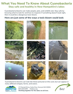 What%20you%20need%20to%20know%20about%20cyanobacteria(1).jpg
