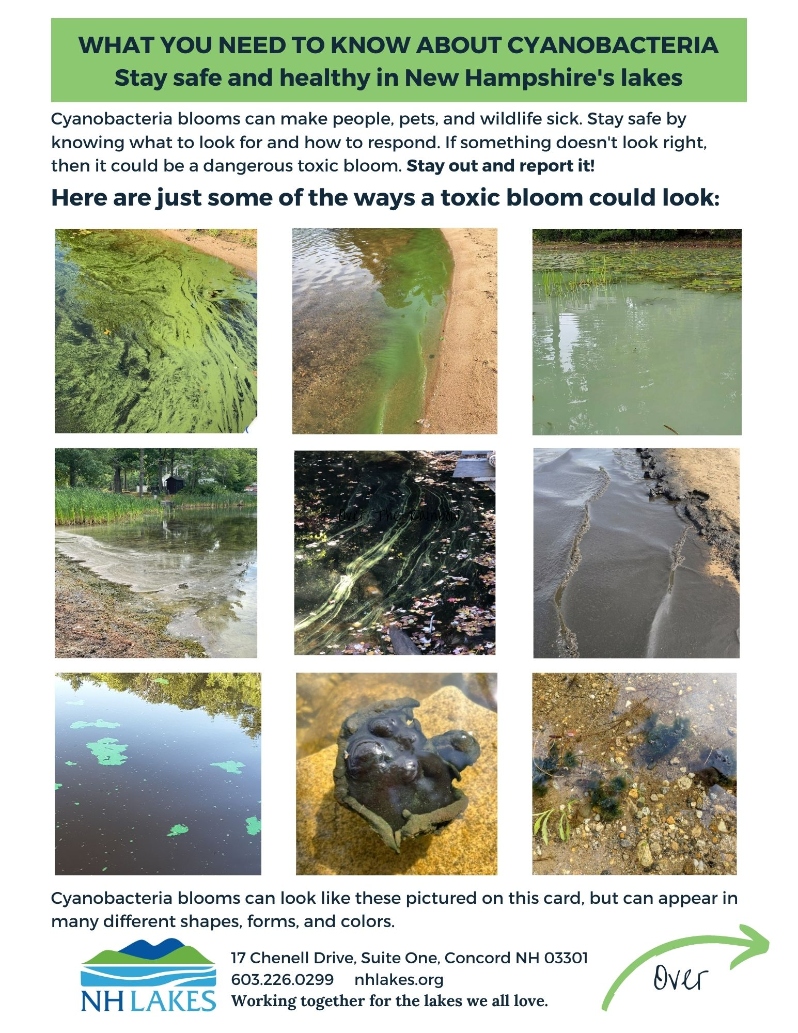 Cyanobacteria Information Sheet (PDF)